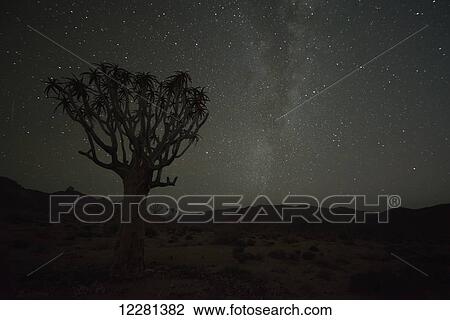 Kookerboom tree with Milky Way, Richtersveld National Park; South Africa View Large Photo Image Stock Image - Kookerboom tree with Milky Way, Richtersveld National Park; South Africa. Fotosearch