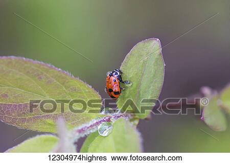 Ladybug on a Honeyberry leaf, Palmer, Southcentral Alaska, summer View Large Photo Image Stock Photograph - Ladybug on a Honeyberry leaf, Palmer, Southcentral Alaska, summer. Fotosearch