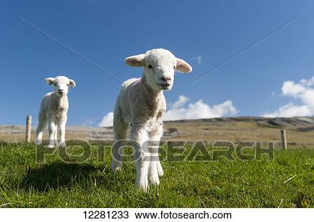 Stock Image - Lambs in spring playing in meadow on a bright sunny day; Cumbria, England. Fotosearch