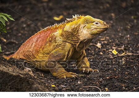 Land iguana (Conolophus subcristatus) sitting on black volcanic rocks; Galapagos Islands, Ecuador View Large Photo Image Stock Photograph - Land iguana (Conolophus subcristatus) sitting on black volcanic rocks; Galapagos Islands, Ecuador. Fotosearch