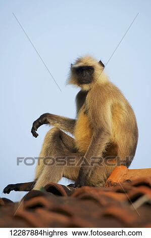 Stock Photograph - Langur (Colobinae) sitting on roof; Dharpatha Mal, Madhya Pradesh, India. Fotosearch