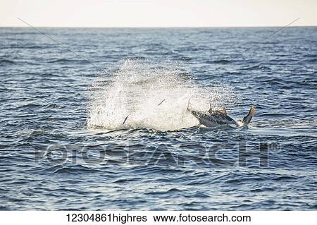 Large and small fish jumping in the Atlantic Ocean; Cape Cod, Massachusetts, United States of America View Large Photo Image Stock Photograph - Large and small fish jumping in the Atlantic Ocean; Cape Cod, Massachusetts, United States of America. Fotosearch