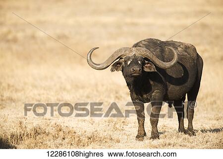 Stock Photograph - Large Cape Buffalo (Syncerus caffer) bull standing in dry grass, Ngorongoro Crater; Tanzania. Fotosearch