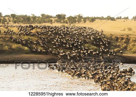Stock Photograph - Large group of Wildebeest (Connochaetes taurinus) surge across the flooded Mara River in Serengeti National Park; Tanzania. Fotosearch