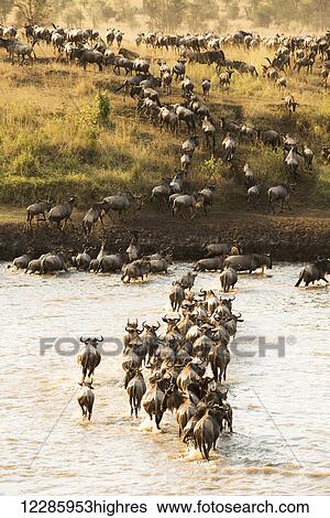 Large group of Wildebeest (Connochaetes taurinus) surges across the flooded Mara River in Serengeti National Park; Tanzania View Large Photo Image Stock Photograph - Large group of Wildebeest (Connochaetes taurinus) surges across the flooded Mara River in Serengeti National Park; Tanzania. Fotosearch