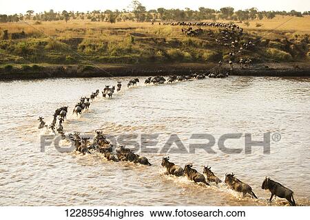 Stock Photograph - Large group of Wildebeest (Connochaetes taurinus) surges across the flooded Mara River in Serengeti National Park; Tanzania. Fotosearch