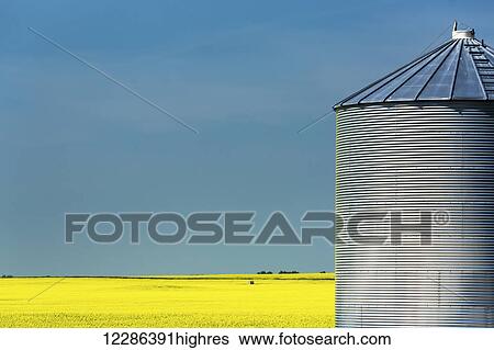 Stock Photograph - Large metal grain bin with flowering canola field and blue sky in the background; Acme, Alberta, Canada. Fotosearch