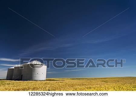 Large metal grain bins in a barley field with blue sky and wispy clouds; Acme, Alberta, Canada View Large Photo Image Stock Photograph - Large metal grain bins in a barley field with blue sky and wispy clouds; Acme, Alberta, Canada. Fotosearch