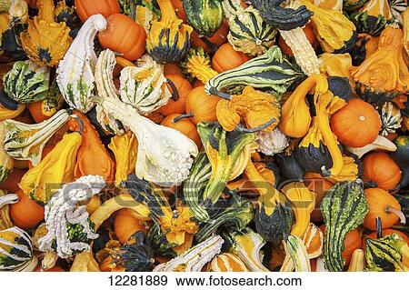Large pile of ornamental squash and small pumpkins; Elkton, Maryland, United States of America View Large Photo Image Stock Photo - Large pile of ornamental squash and small pumpkins; Elkton, Maryland, United States of America. Fotosearch