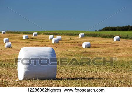 Large round hay bales covered in white plastic in a cut field with blue sky; Alberta, Canada View Large Photo Image Stock Photograph - Large round hay bales covered in white plastic in a cut field with blue sky; Alberta, Canada. Fotosearch