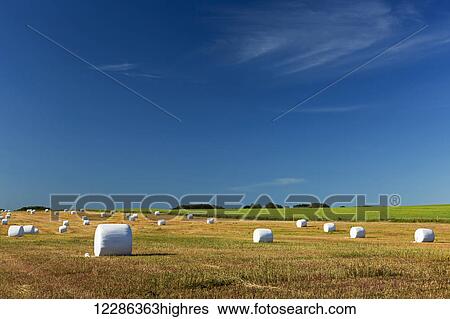 Large round hay bales covered in white plastic in a cut field with blue sky; Alberta, Canada View Large Photo Image Stock Photograph - Large round hay bales covered in white plastic in a cut field with blue sky; Alberta, Canada. Fotosearch