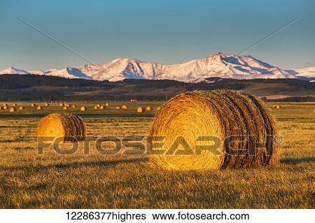 Stock Photograph - Large round hay bales in a field at sunrise with foothills and snowy mountain range in the background and blue sky; Alberta, Canada. Fotosearch
