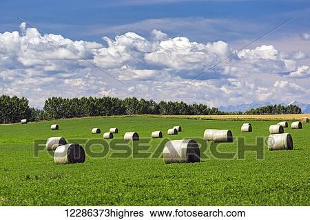 Large round hay bales in an alfalfa field with clouds and blue sky; Acme, Alberta, Canada View Large Photo Image Stock Photograph - Large round hay bales in an alfalfa field with clouds and blue sky; Acme, Alberta, Canada. Fotosearch