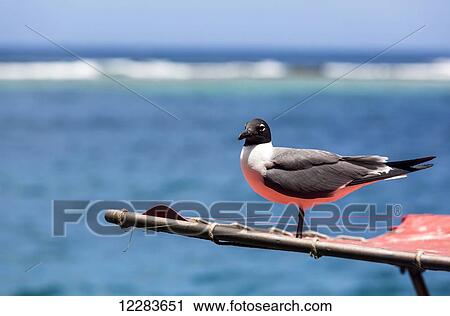 Stock Image - Laughing Gull (Leucophaeus atricilla) perched on a fishing boat; Savaneta, Aruba. Fotosearch