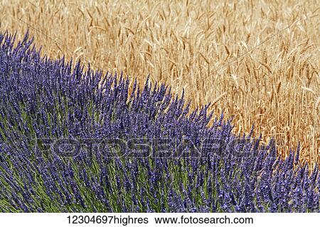Stock Photograph - Lavender against a wheat field; Provence, France. Fotosearch