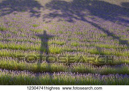Lavender field and shadows of a man and tree; Provence, France View Large Photo Image Stock Photograph - Lavender field and shadows of a man and tree; Provence, France. Fotosearch