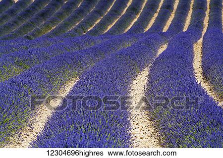 Lavender field; Provence, France View Large Photo Image Stock Photograph - Lavender field; Provence, France. Fotosearch