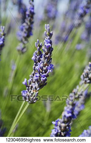 Lavender strands; Provence, France View Large Photo Image Stock Photograph - Lavender strands; Provence, France. Fotosearch