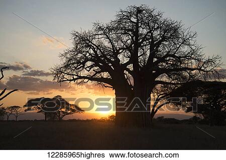 Stock Photograph - Leafless baobab tree at sunset, Tarangire National Park; Tanzania. Fotosearch