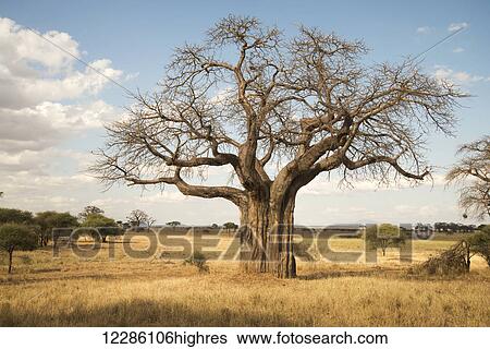 Stock Photograph - Leafless baobab tree during dry season, Tarangire National Park; Tanzania. Fotosearch
