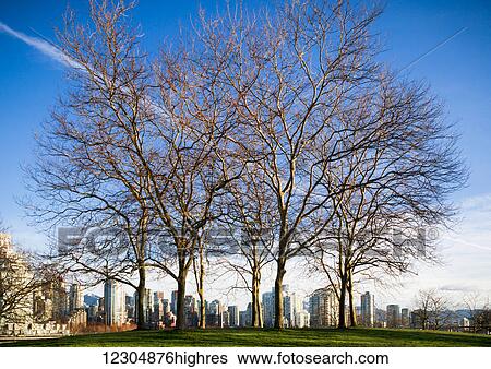 Stock Photograph - Leafless trees in the park at False Creek with skyline in the distance; Vancouver, British Columbia, Canada. Fotosearch