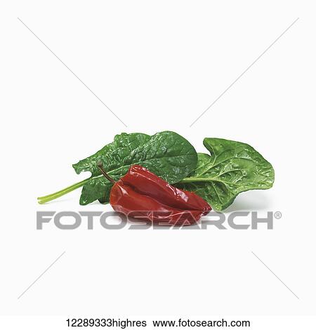 Stock Photograph - Leaves of lettuce and a dried red pepper on a white background; Toronto, Ontario, Canada. Fotosearch
