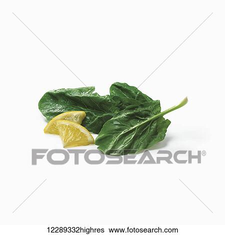 Stock Photograph - Leaves of lettuce and small pieces of lemon on a white background; Toronto, Ontario, Canada. Fotosearch