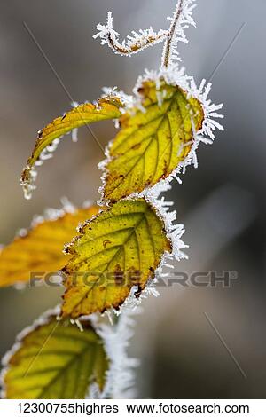 Stock Photograph - Leaves with frost around the edges; Pitt Meadows, British Columbia, Canada. Fotosearch