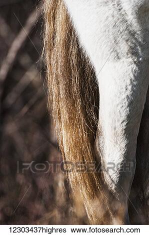 Leg and tail of a wild Andalusian horse; Gainesville, Florida, United States of America View Large Photo Image Stock Photograph - Leg and tail of a wild Andalusian horse; Gainesville, Florida, United States of America. Fotosearch