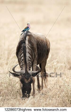 Lilac-breasted Roller (Coracias caudatus) sitting on grazing Wildebeest, Ngorongoro Crater; Tanzania View Large Photo Image Stock Photograph - Lilac-breasted Roller (Coracias caudatus) sitting on grazing Wildebeest, Ngorongoro Crater; Tanzania. Fotosearch