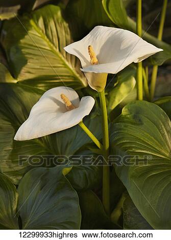 Lily at sunset; Thunder Bay, Ontario, Canada View Large Photo Image Stock Photograph - Lily at sunset; Thunder Bay, Ontario, Canada. Fotosearch