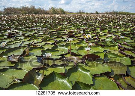 Stock Photography - Lily Pads (Nymphaeaceae), Chobe National Park; Kasane, Botswana. Fotosearch