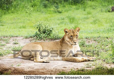 Stock Photograph - Lion (Panthera leo), Murchison Falls National Park; Uganda. Fotosearch