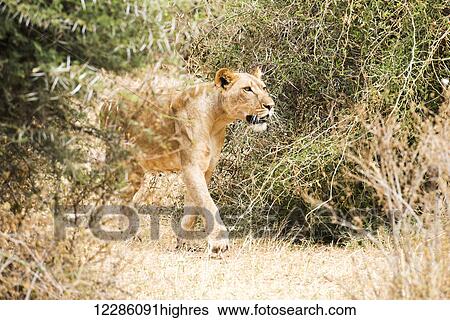 Stock Photograph - Lioness (Panthera leo) stalking prey, Samburu National Reserve; Kenya. Fotosearch