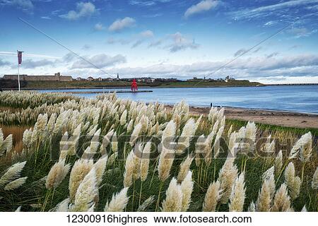 Stock Photograph - Littlehaven Bay and Herd Groyne Lighthouse; South Shields, Tyne and Wear, England. Fotosearch