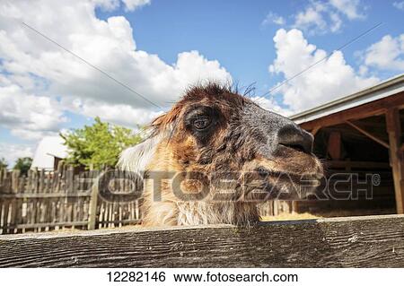 Stock Photograph - Llama on farm; Caledon, Ontario, Canada. Fotosearch