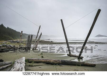 Stock Photograph - Logs and driftwood on the beach with mist over the ocean; Tofino, British Columbia, Canada. Fotosearch