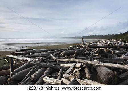 Stock Photograph - Logs and driftwood on the shore with a view of the coastline; Tofino, British Columbia, Canada. Fotosearch