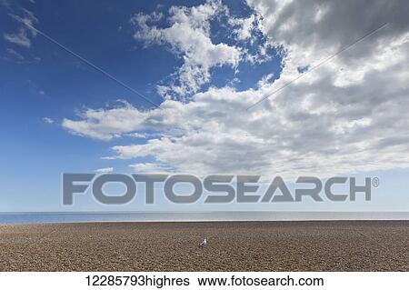 Stock Photograph - Lone bird on an empty beach with blue sky and cloud over the ocean; Aldeburgh, Suffolk, England. Fotosearch
