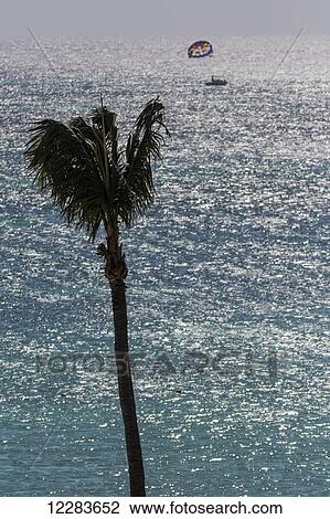 Stock Image - Lone coconut palm with a paraglider on the blue Caribbean Sea; Aruba. Fotosearch
