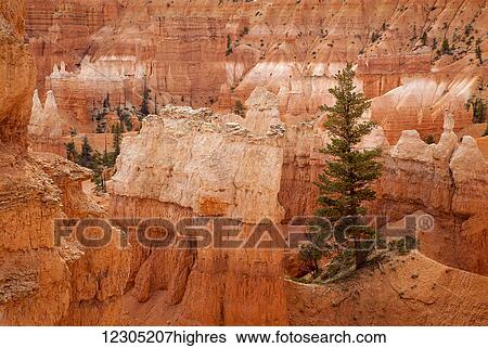 Lone pine tree, Bryce Canyon National Park; Utah, United States of America View Large Photo Image Stock Photograph - Lone pine tree, Bryce Canyon National Park; Utah, United States of America. Fotosearch