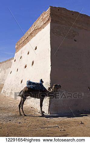 Lonely camel tethered to fortress wall waits for a tourist to transport; Agadir, Morocco View Large Photo Image Stock Photograph - Lonely camel tethered to fortress wall waits for a tourist to transport; Agadir, Morocco. Fotosearch
