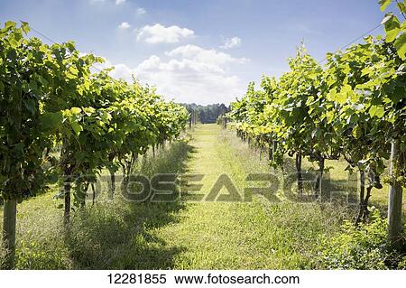 Long rows of wine grape vines at vineyard; Maryland, United States of America View Large Photo Image Stock Photography - Long rows of wine grape vines at vineyard; Maryland, United States of America. Fotosearch