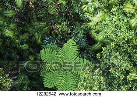 Stock Image - Looking down on rainforest growth of the Atherton Tableland near Kuranda; Queensland, Australia. Fotosearch