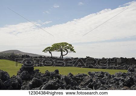 Looking over Mauna Launi Golf Course; Mauna Launi, Island of Hawaii, Hawaii, United States of America View Large Photo Image Stock Photograph - Looking over Mauna Launi Golf Course; Mauna Launi, Island of Hawaii, Hawaii, United States of America. Fotosearch