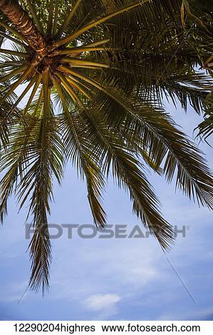 Stock Photograph - Looking up into a palm tree against a bright blue sky; Tamarindo, Costa Rica. Fotosearch
