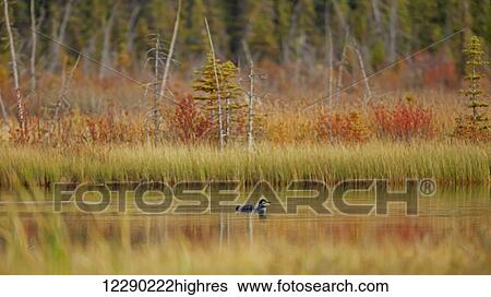 Loon (gavia immer) swimming on Talbot Lake, Jasper National Park; Alberta, Canada View Large Photo Image Stock Photograph - Loon (gavia immer) swimming on Talbot Lake, Jasper National Park; Alberta, Canada. Fotosearch
