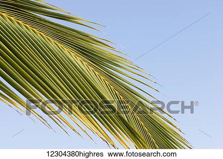 Low angle view of a palm leaf against a blue sky; Waikaloa, Island of Hawaii, Hawaii, United States of America View Large Photo Image Stock Photograph - Low angle view of a palm leaf against a blue sky; Waikaloa, Island of Hawaii, Hawaii, United States of America. Fotosearch