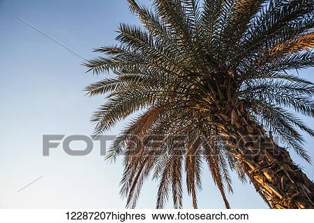 Stock Photograph - Low angle view of a palm tree against a blue sky; Migdal, Israel. Fotosearch