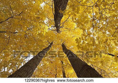 Stock Photograph - Low angle view of golden leaves on a tree in autumn; Brampton, Ontario, Canada. Fotosearch